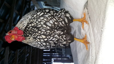 Bantam silver  Wyandotte rooster