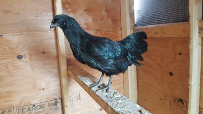 Black Sumatra hen