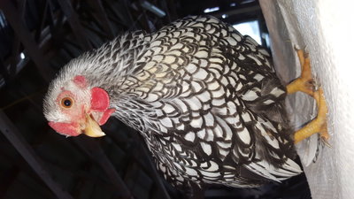 Silver bantam pullet