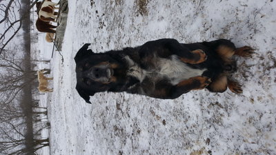 Australian Shepherd/rottweiler farm dog aka Desiel