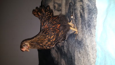 Gold laced wyandotte pullet. Did I do that? :o