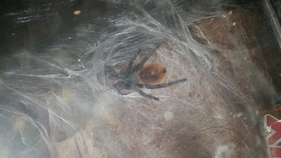 Cute little fuzzy tarantula