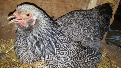 Don't even think about taking my eggs!