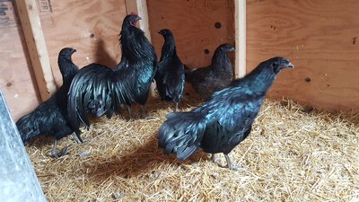 Sumatra breeding pen