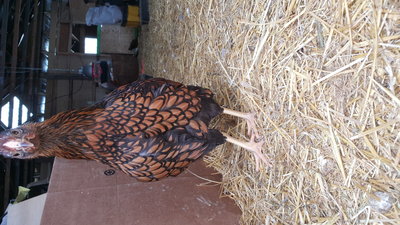 gold laced wyandotte pullet