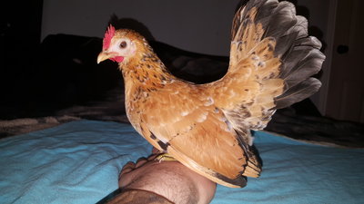 Serama hen