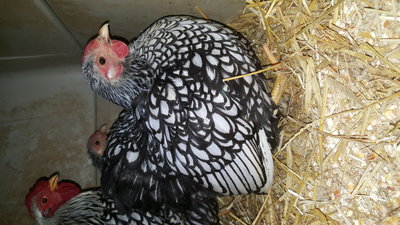 Silver laced Wyandotte bantam