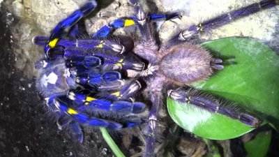 Malet and female.