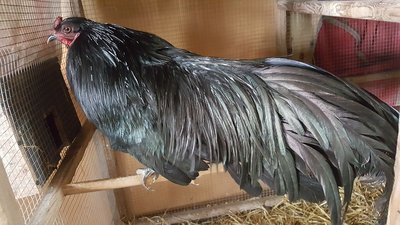 Black Sumatra rooster