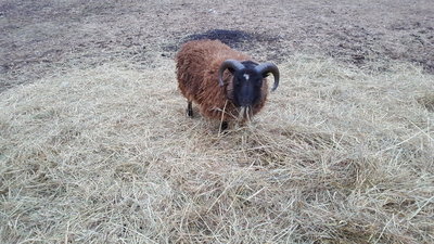 Perfect horns! :)