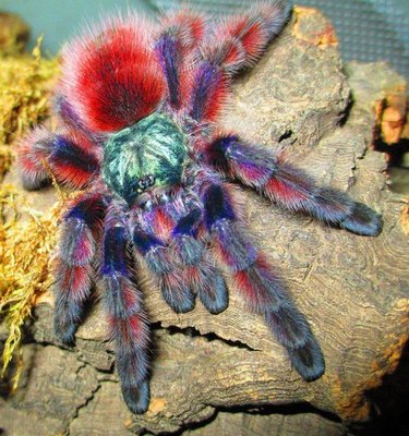 Versicolour