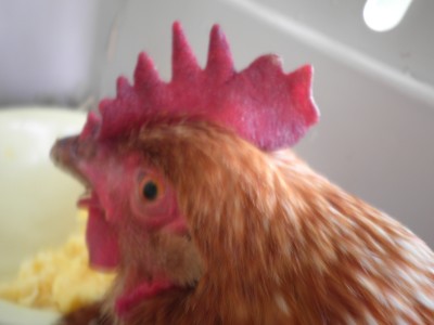 sickchick.JPG