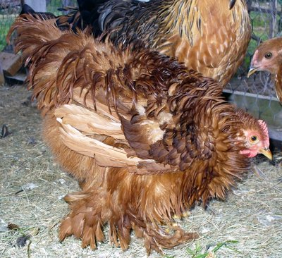 Frizzle4sale_editedx.jpg