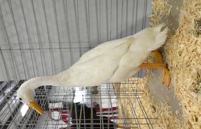 Res Light Duck White Runner Young Female by Carson Primeau & Hoekstra.jpg