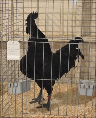 ayam cemani.jpg