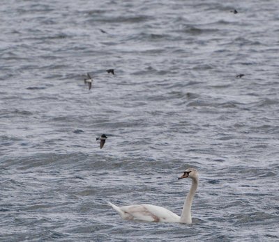 swan crop.jpg