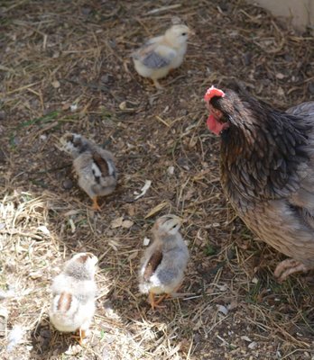 Blue broody + 4.jpg
