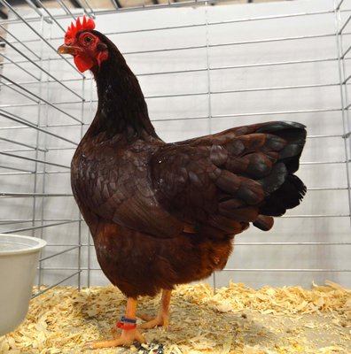 Bantam Ch BB SCCL Rhode Island Red Pullet by Andrew Vanmarrum.jpg