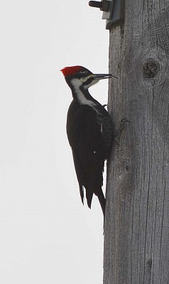 pileated.jpg