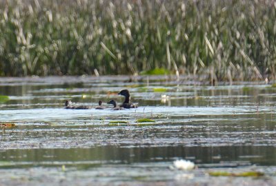 baby ducks.jpg