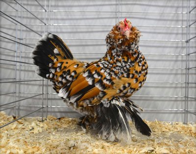 Bantam Featherleg BV BB Belgian Bearded dÚccle Mille Fleur Hen by C J Watts.jpg