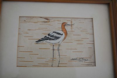 avocet.jpg