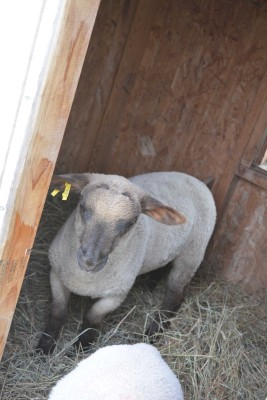 lamb.jpg