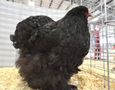 LF Ch Asiatic BV Cochin Black Hen by Franklin Goodfellow JR.jpg