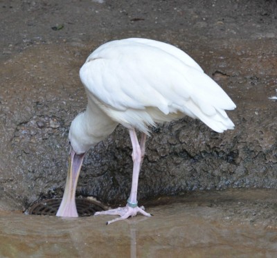 spoonbill.jpg