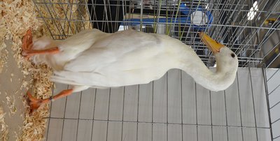 CH Light Duck - Runner, White, Old Male by Tim Weber low.jpg