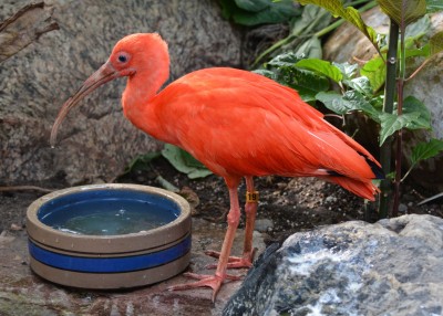 Scarlet Ibis.jpg