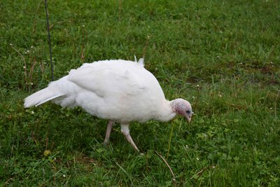 Hen #40.jpg