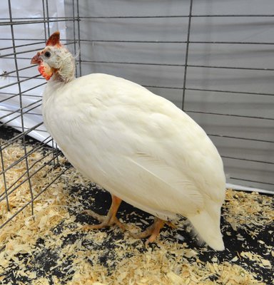 Reserve Guinea Fowl White Old Male Frank Goodfellow.jpg