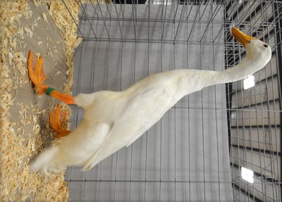 Ch. Light Duck White Runner old Male by Carson & Primeau.jpg