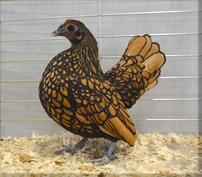 Bantam RCCL  BB BV Sebright Golden Pullet by Bob Ridler.jpg