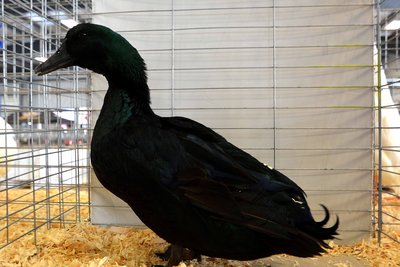 CH Medium Duck - Cayuga, Old Male by Elana Oakes low.jpg