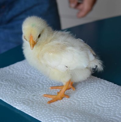 chick12.jpg