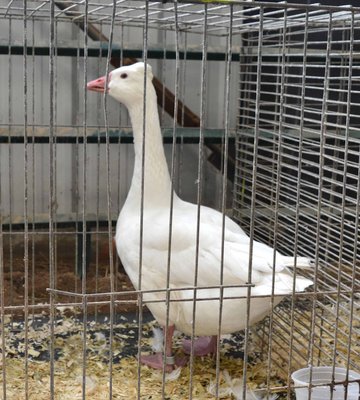 BB, BV, Tufted Roman, White - Young male by Willow Brook Waterfowl & Fiber low.jpg