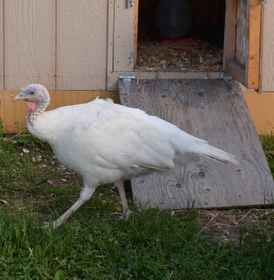 Hen 40.jpg