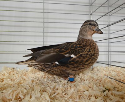 Reserve Bantam Duck - Call, Grey, Old Female by Don Harrington low.jpg