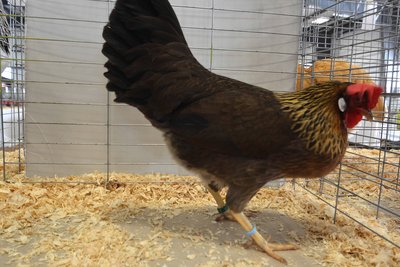 Ch, Mediterranean, Light Brown Leghorn, Pullet by Steve van Lochem low.jpg