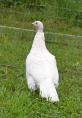 Hen #40 Back.jpg