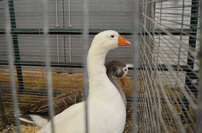 Reserve Medium Goose - Pilgrim, Old Male By Willow Brook Waterfowl and Fiber low.jpg