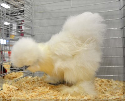 Show Reserve Bearded White Silkie Pullet S & B Gamebirds.jpg