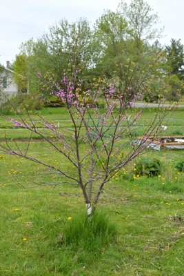 redbud.jpg