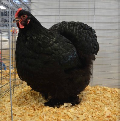 Ch. Asiatic, Black Cochin, Pullet by Bob and Paul Monteith low.jpg