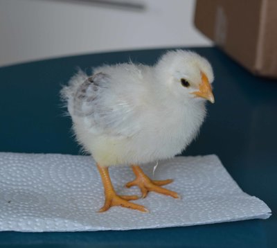 chick4.jpg