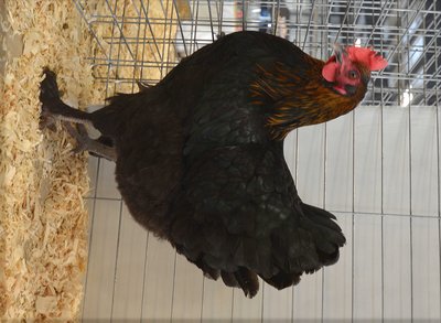 Ch.Continental, Marans, Copper, Pullet byApril Wayenberg low.jpg