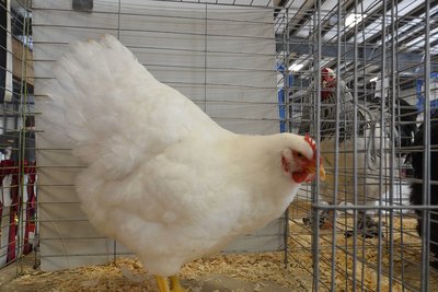 Ch. American, White Plymouth Rock, Pullet by Beamers Poultry low.jpg