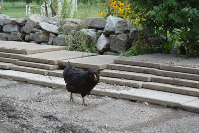 DSC_0470.JPG